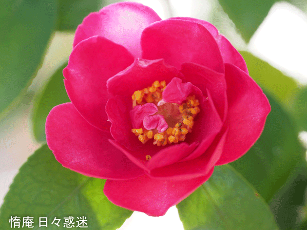 e0346064_21181324.gif
