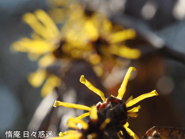 e0346064_21305575.gif
