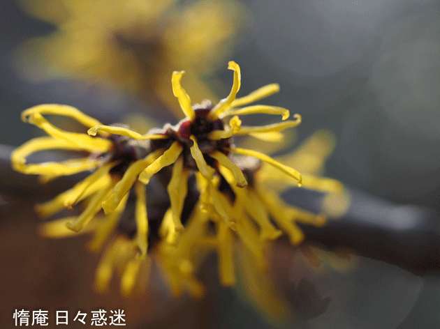 e0346064_21305599.gif
