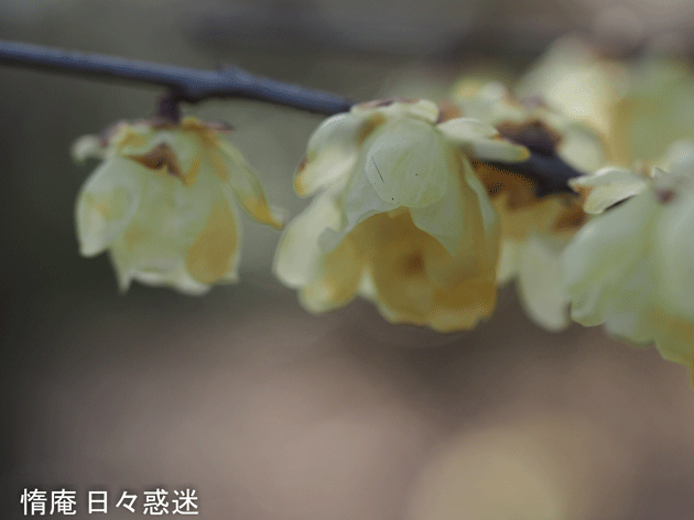 e0346064_21305698.gif