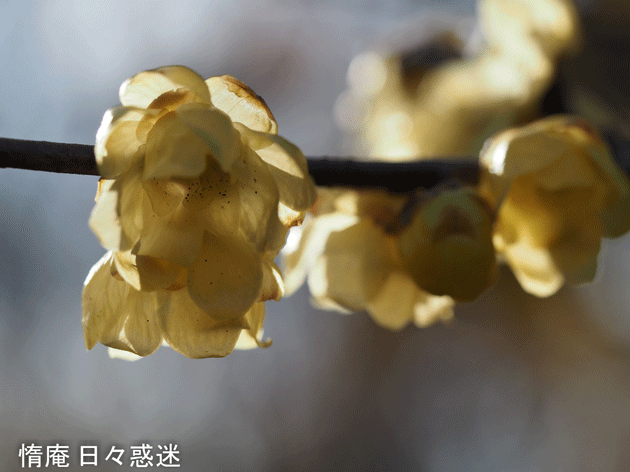 e0346064_21305716.gif