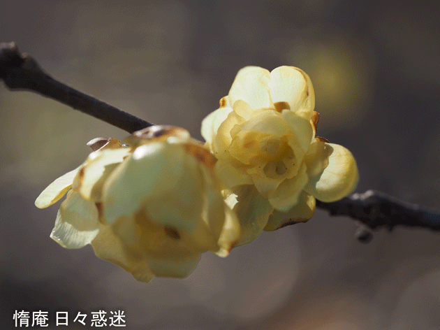 e0346064_21305769.gif