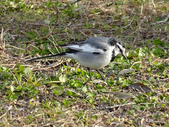 f0000521_200818.jpg
