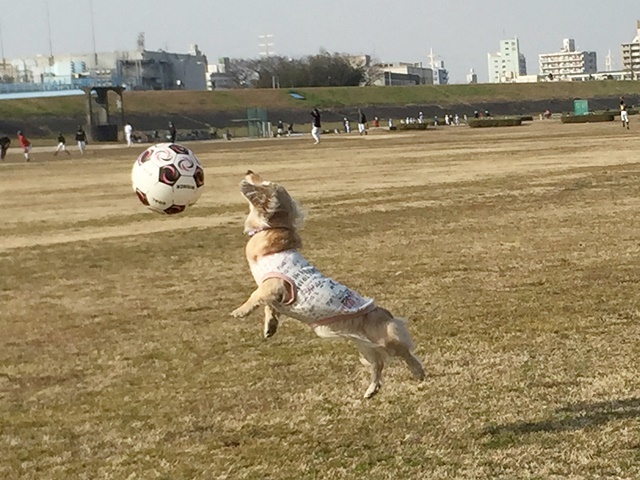 c0117831_20120269.jpg
