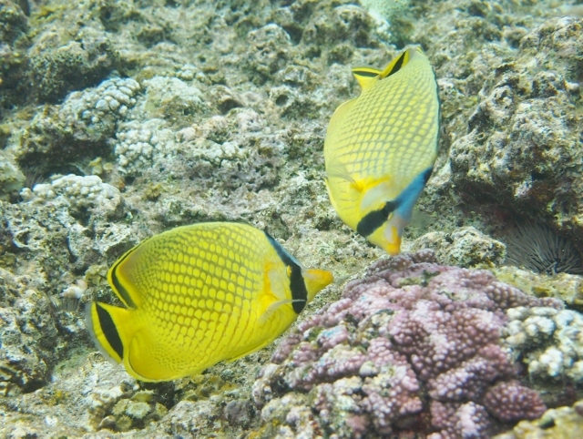 f0200373_21501223.jpg