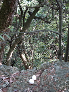 e0138350_11055262.jpg