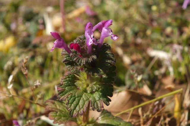e0339873_17085623.jpg