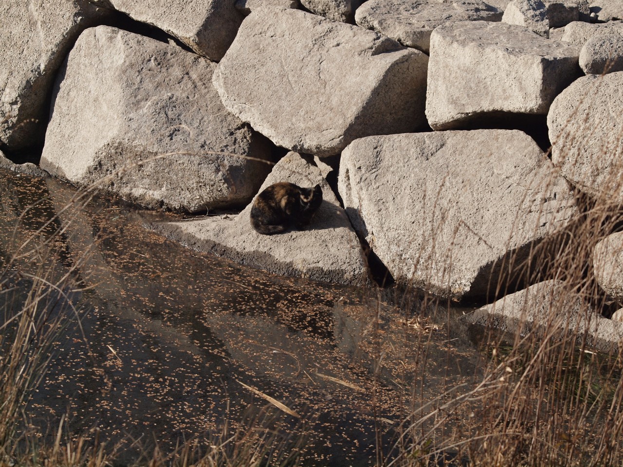 d0054276_20222683.jpg