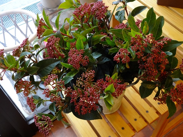 e0140986_17215435.jpg