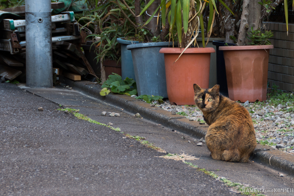 a0207595_20151287.jpg
