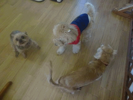 a0338800_21422316.gif