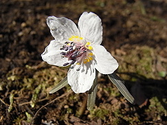e0041168_08560511.jpg