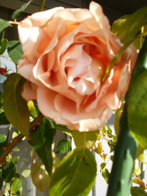 f0200871_1212788.jpg