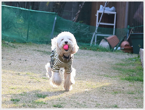 b0175688_01025752.gif