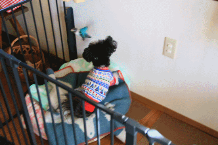 c0145250_10351713.gif