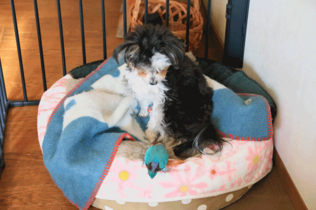 c0145250_10353385.gif