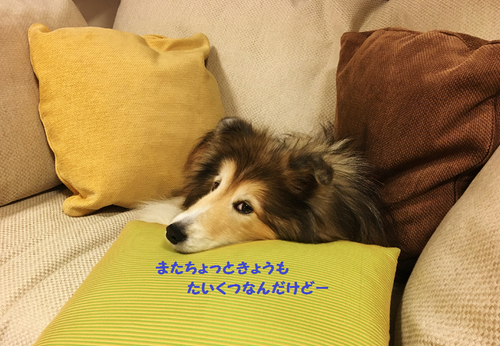 a0157174_2025242.png