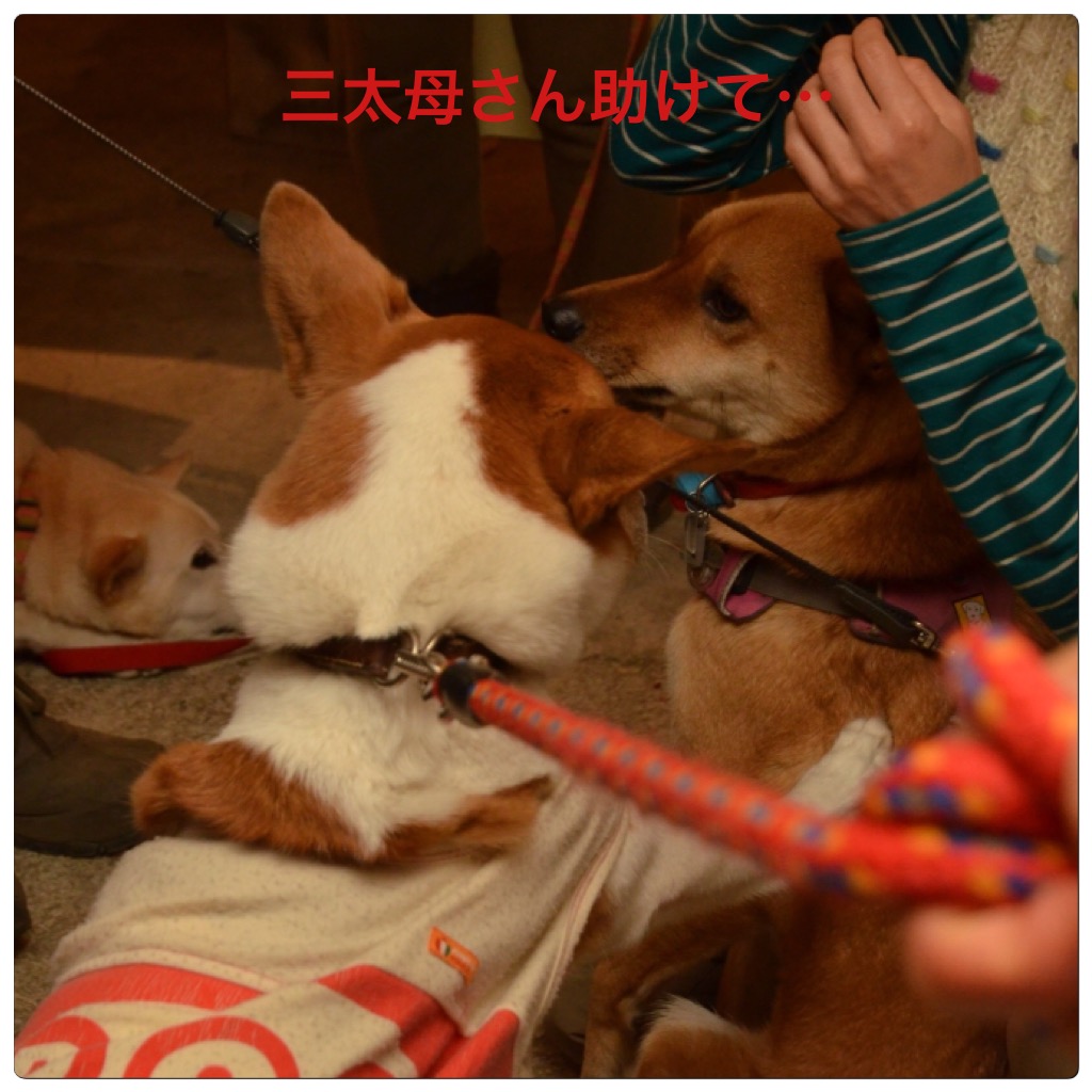 c0123890_19243580.jpg