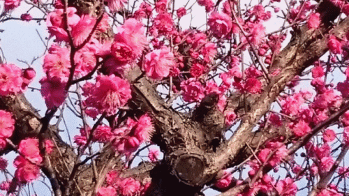 e0350415_19130932.gif