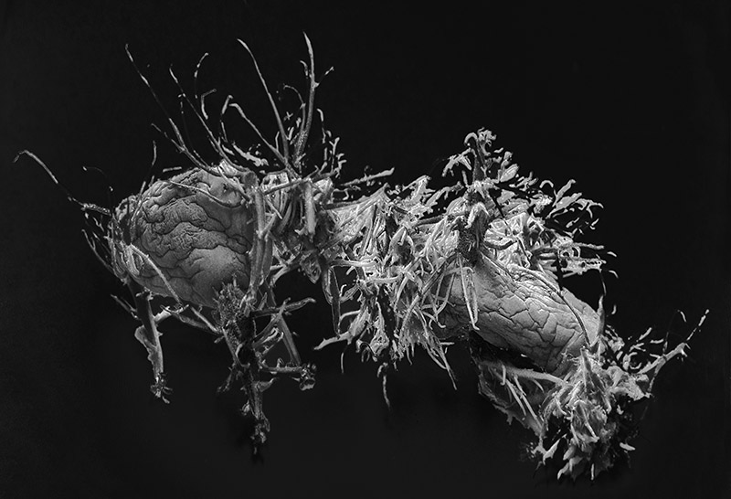 d0147530_8354255.jpg
