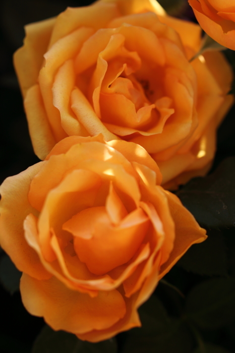 d0152261_18241932.jpg