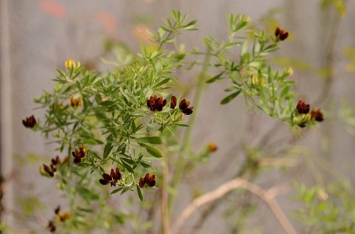 c0186463_17240370.jpg