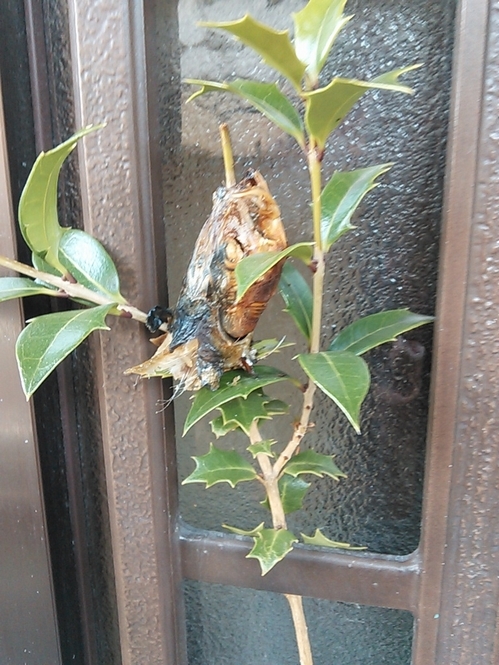 c0149408_16202915.jpg