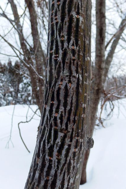 e0137200_18283151.jpg