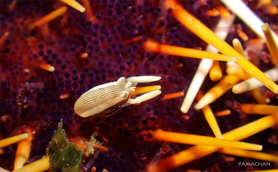 e0158261_1533462.jpg