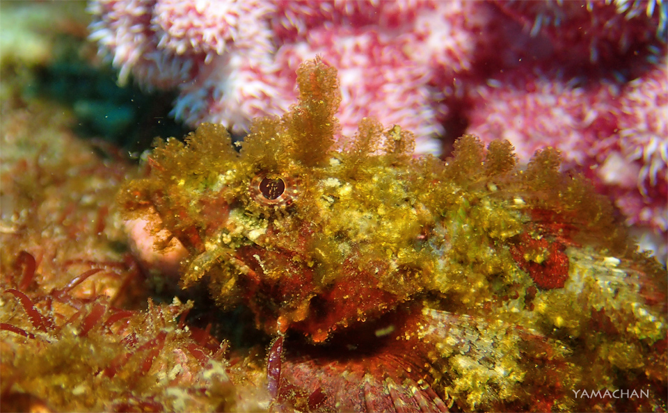 e0158261_1533761.jpg