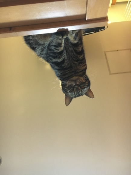 c0011300_23240834.jpeg