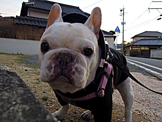 a0158613_20584713.jpg