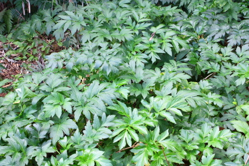 c0204385_17073204.jpg