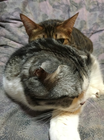 c0011300_23594025.jpeg