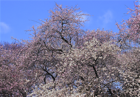 c0098811_15184972.png