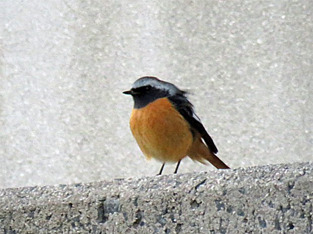 f0214649_20161388.jpg