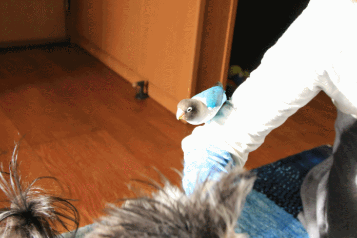 c0145250_09532695.gif