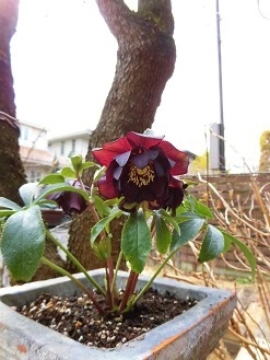 c0204121_12061435.jpg