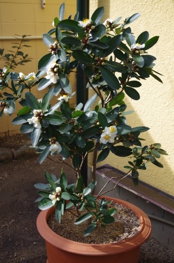 e0194723_22212661.jpg