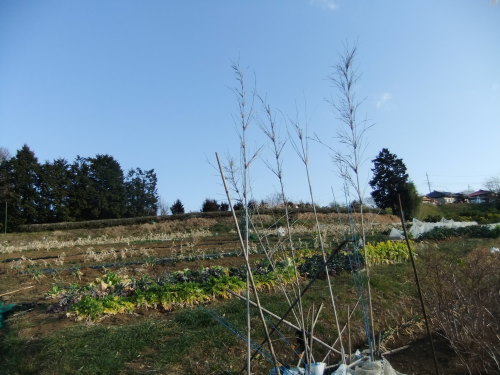 b0137932_16454616.jpg