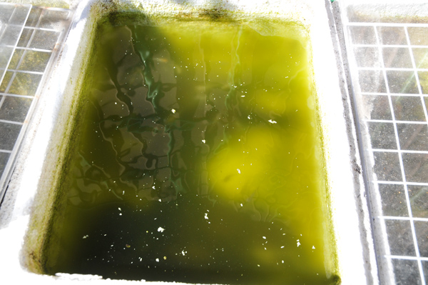 e0097534_18371721.jpg