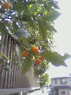 e0150843_22164187.jpg