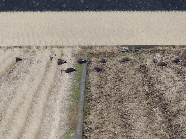 f0357487_20440038.jpg