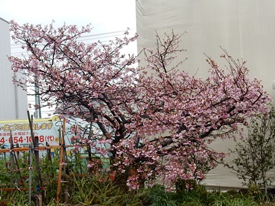 e0033229_18101363.jpg