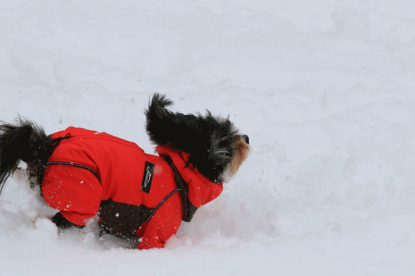 c0145250_10432649.gif