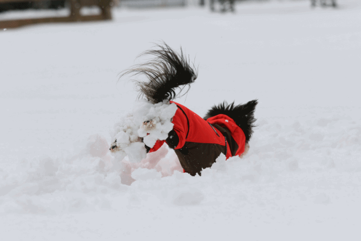 c0145250_09374448.gif