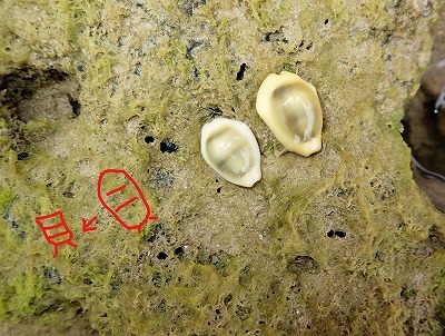f0338188_18461749.jpg