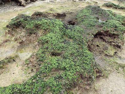 f0338188_18470764.jpg
