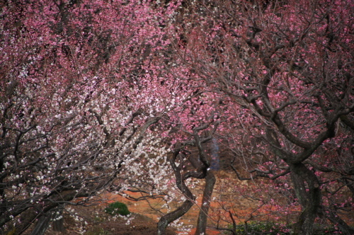 a0263109_09494451.jpg
