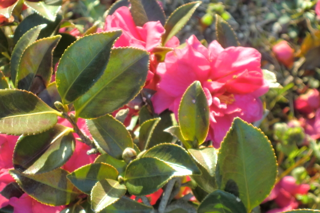 c0236632_09423167.jpg
